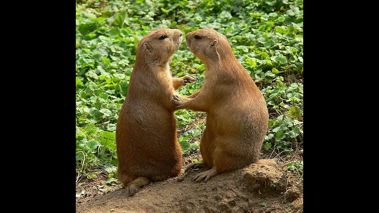 Animal sounds for kids. Learn the animals and their cries in French.