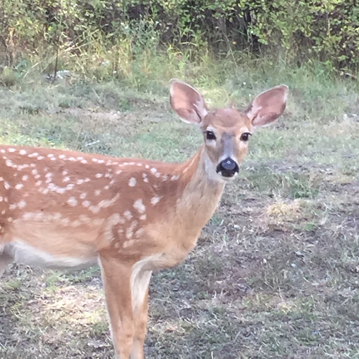 Gran wants to hug baby fawn