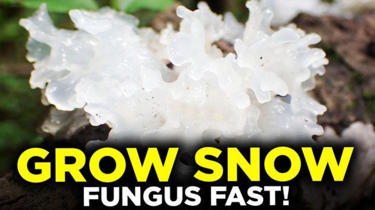 How to Grow Snow Fungus | Part 1: Spawn Production