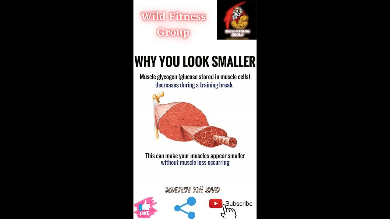 🔥Why you look smaller🔥#fitness🔥#wildfitnessgroup🔥#shorts🔥