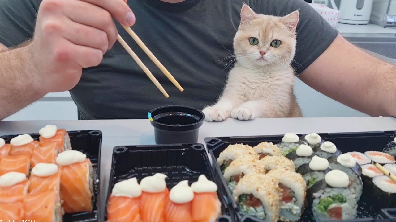 Cat Tastes Japanese cuisine 🍣😋