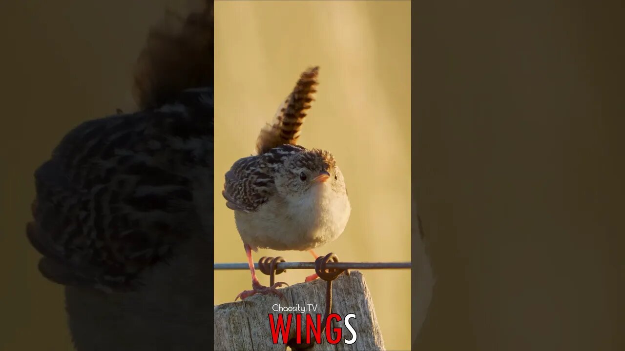 🐧 #WINGS - Melodic Serenade: Grass Wren on the Fence, Nature's Sweetest Song Floating in the Wind 🐦
