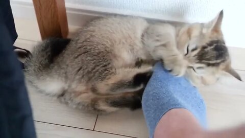 Daddy cat and owner has an unfriendly attitude...