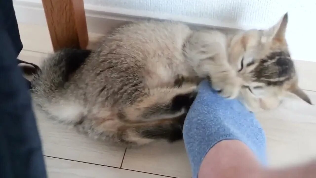 Daddy cat and owner has an unfriendly attitude...