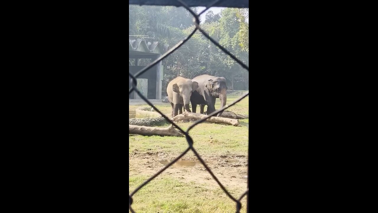 Elephant