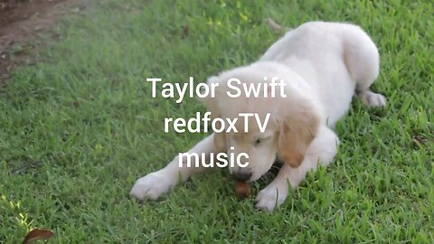 redfoxTVmusic