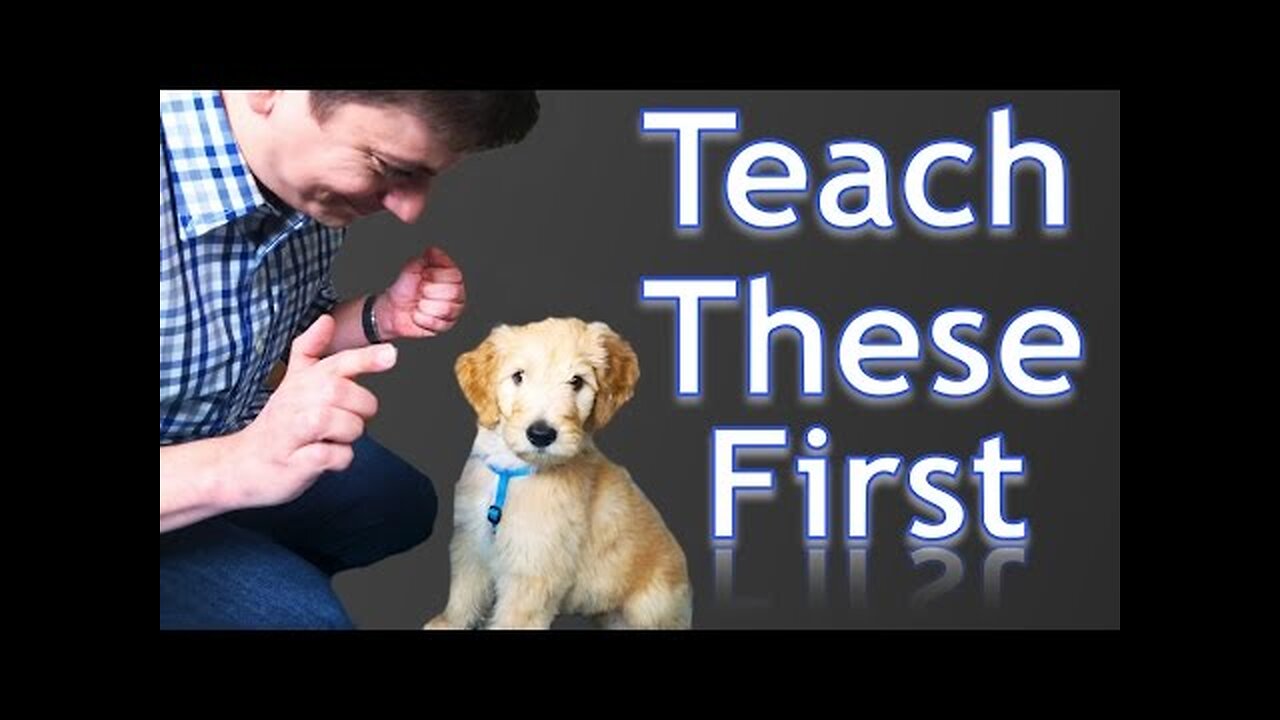 3 Basics tricks to train your Dog|| Pets training experts