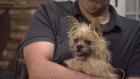 Adopt Jordan from the Buffalo Animal Shelter