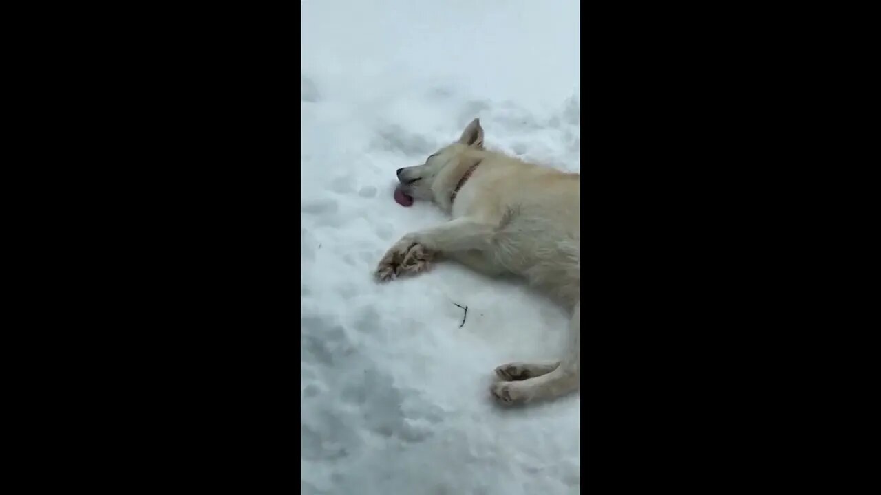 He realllllly likes snow