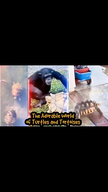 The Adorable World of Turtles and Tortoises