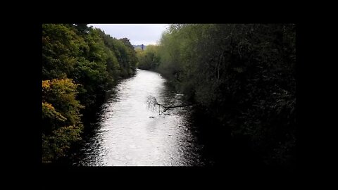 A River with Dense Trees Foliage