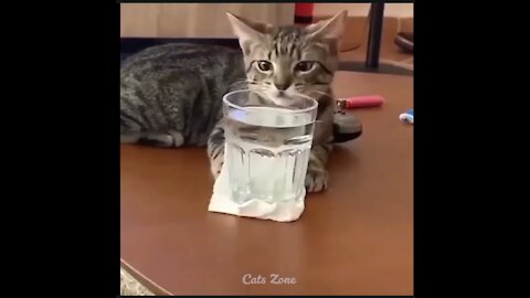 y2meta.com-OMG So Cute ♥ Best Funny Cat Videos 2021 #1-(1080p)