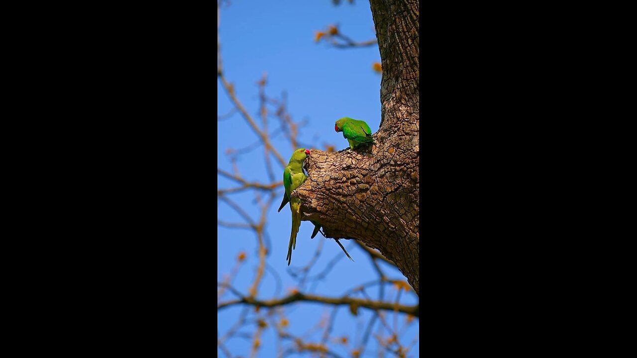 Lovely parrots