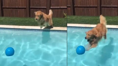 Dog catching ball in swimming pool