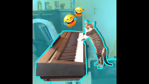 Clever Cat Plays Piano