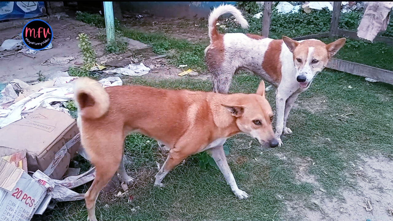 These Dogs are Roaming in groups in search of Foods #19