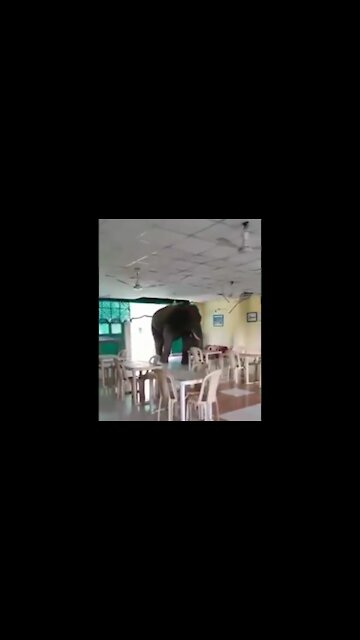 The elephant enters the cafe 😱