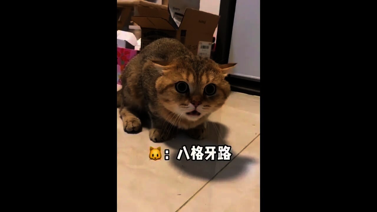 貓：八格牙路🤣🤣＃Shorts＃Cat#貓