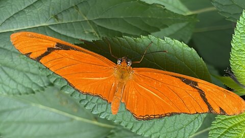 Butterflies & Relaxing Harp Music