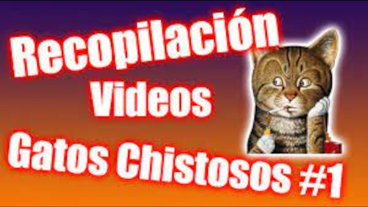 Videos De Risa 2021 nuevos 😂 Animales Graciosos ¡siente el amor! -Gatos y Perros Chistosos #1