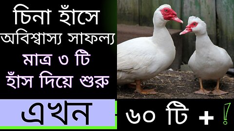 "The Incredible Success of the Chinese Goose | An Unbelievable Tale"