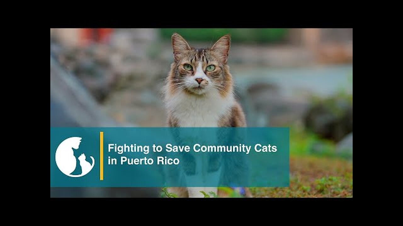 Fighting the Deadly U.S. National Park Service Plan to Remove Puerto Rico Cats