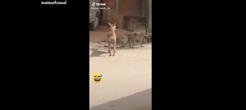 Super Funny Animal video_that_Will_Make_You_Laugh_Out_Loud_|_Keep_Laughing_|_Do_Share_&_Subscribe