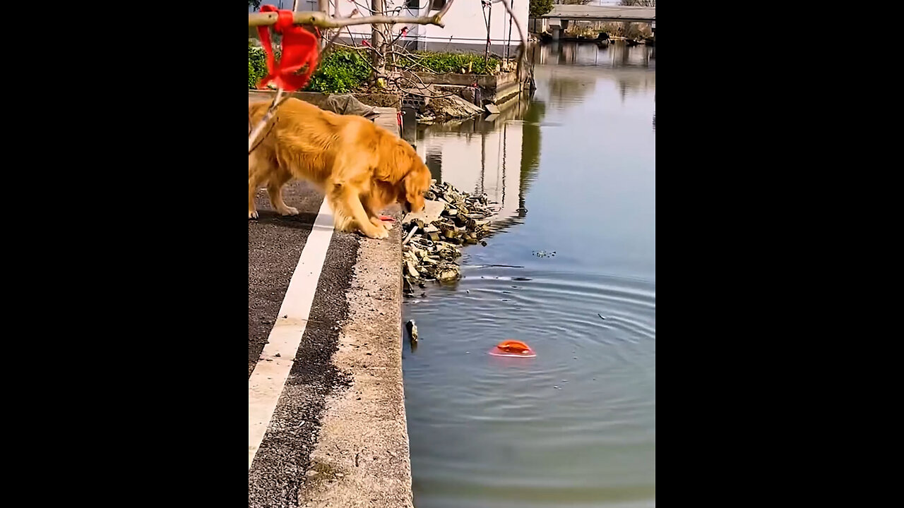 Adorable dog heroically returns fish to the water! 🐾💙