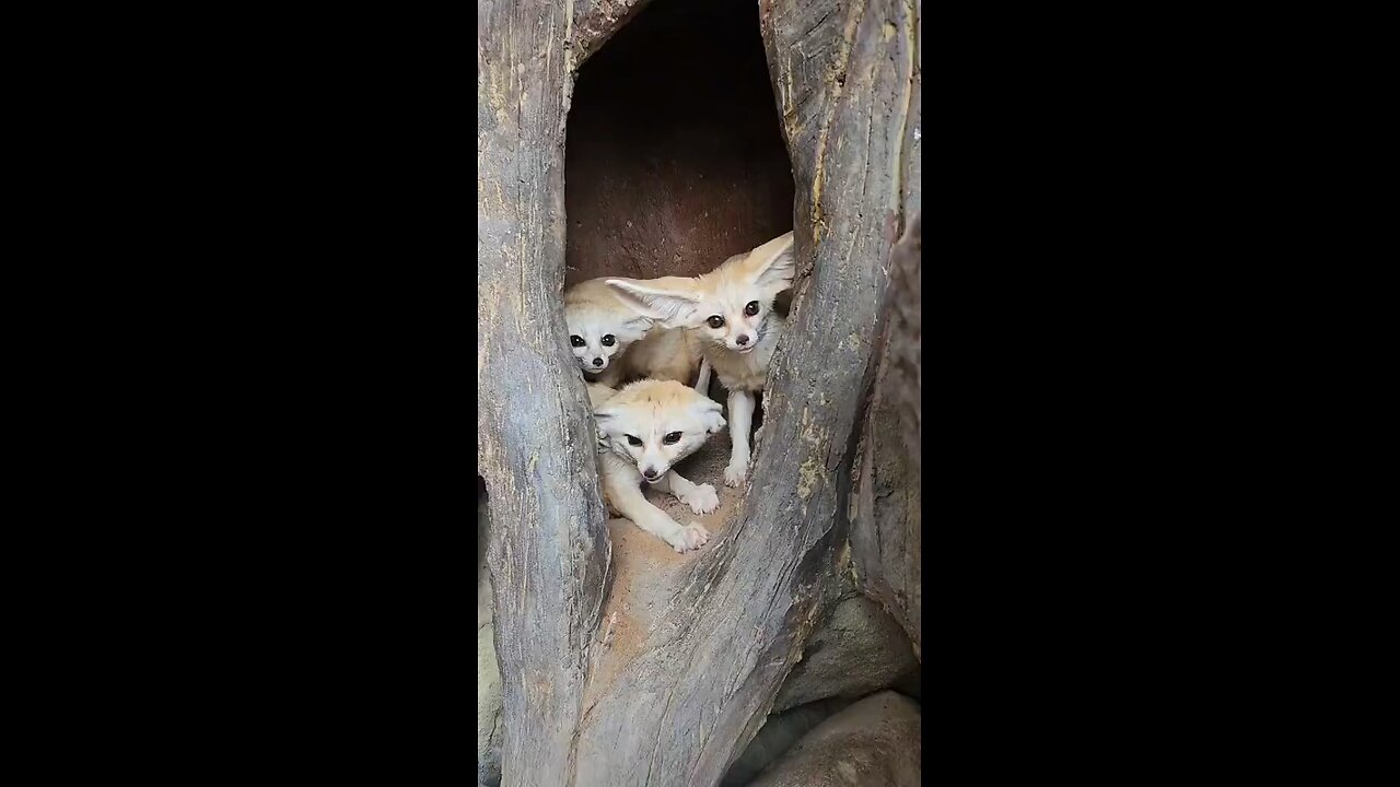 A family of fennec foxes 🦊