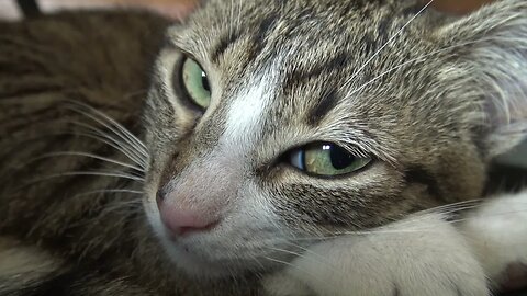 Touch Me and I Will Purr