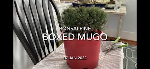 Boxed Mugo Pine Bonsai