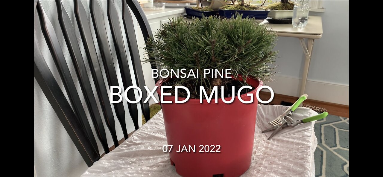 Boxed Mugo Pine Bonsai