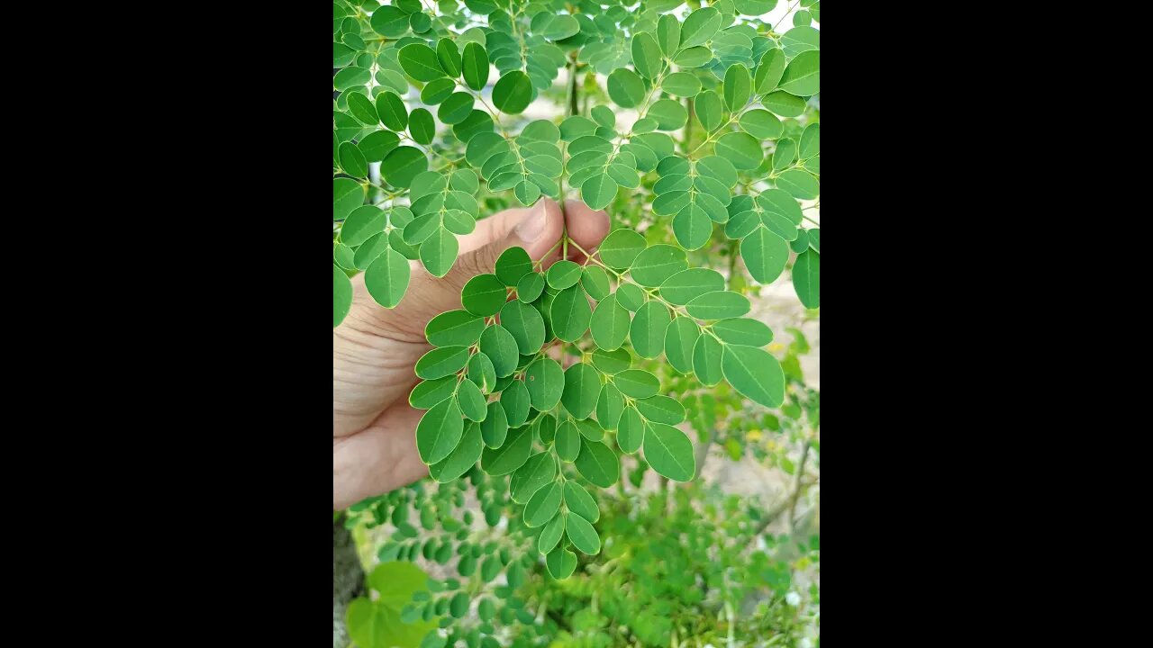 Moringa Leaves Health Benefits #shorts