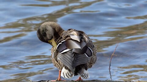 CatTV: duck cleaning by shore