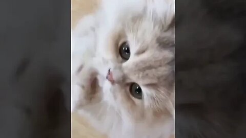 PLAYING CAT VIDEO MEAWWW