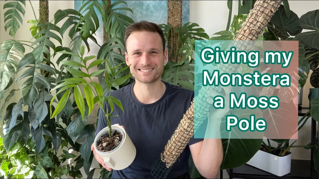 Giving my Monstera subpinnata a Moss Pole #monstera #mosspole #urbanjungle #tutorial