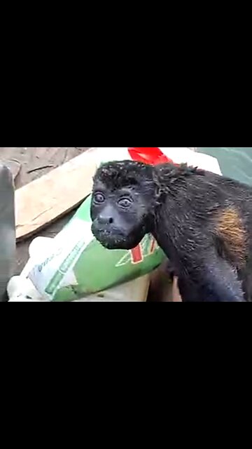 SAYING YES TO GOD - DAILY DEVOTIONAL ❤️