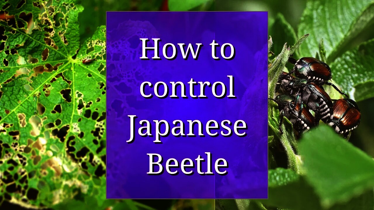 How to Control Japanese Beetle