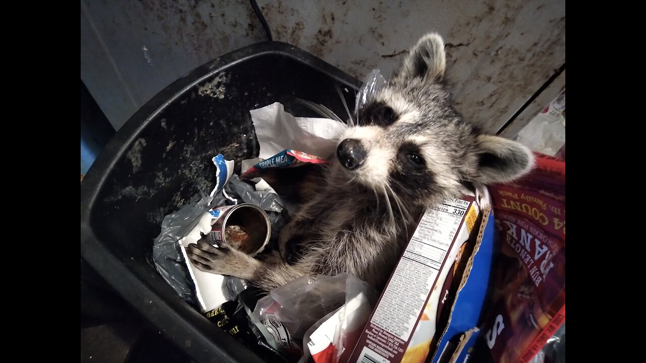 Dr Samson Raccoon explains 034...What Terrifies Americas Enemies