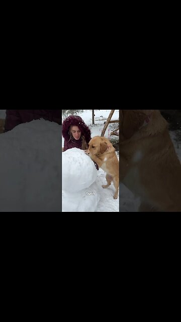 Building a snowman with my dogs goes Terribly Wrong! #leofucarev #snowday #funnydogreaction