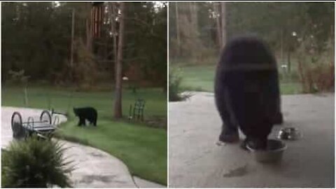 Orso invade una proprietà e mangia il cibo del gatto!