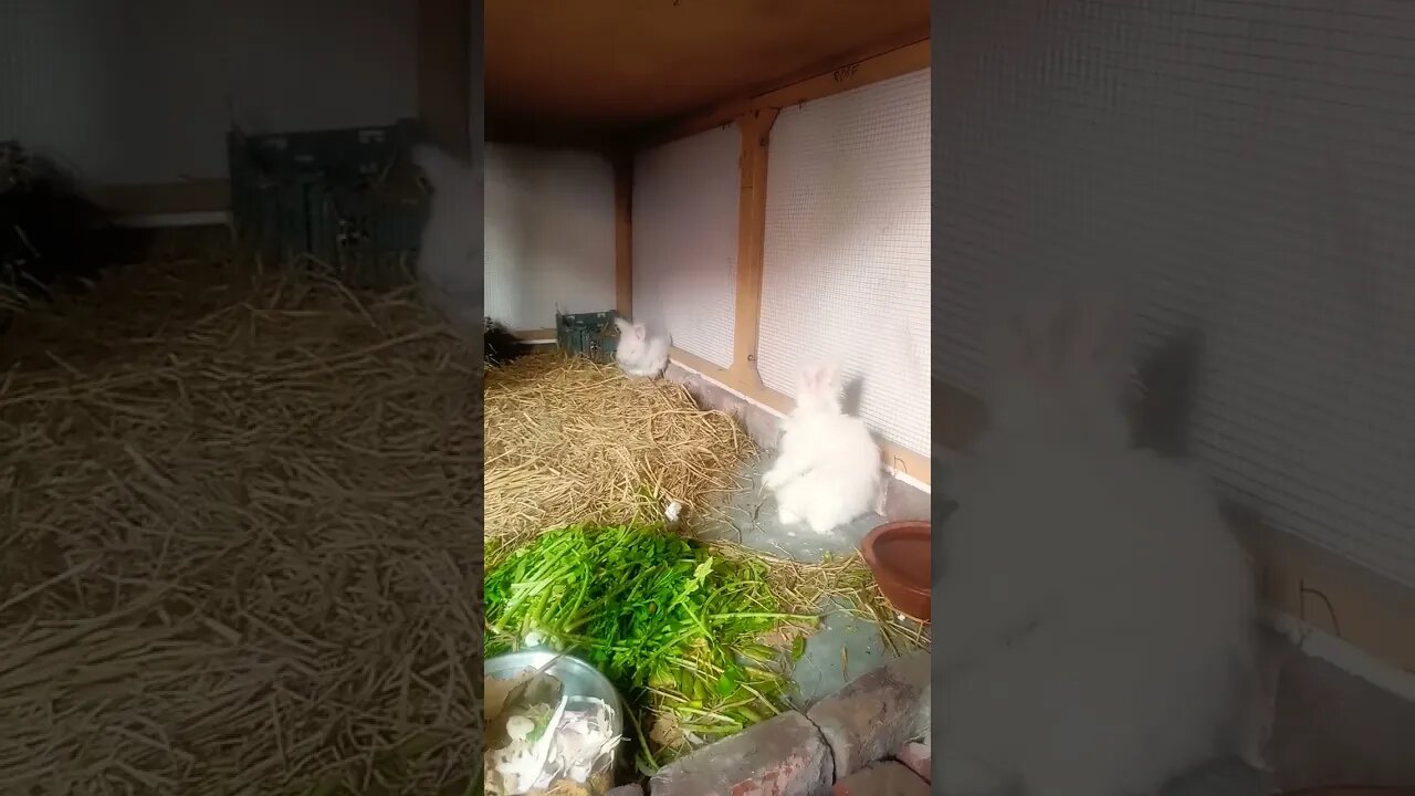 My 1st Angora Rabbits Pair..say MA SHA ALLAH #abr #entertainment #viralvideos #Rabbit #viral #shorts