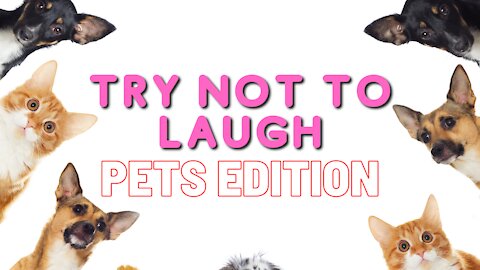 Try not to laugh| Pets edition