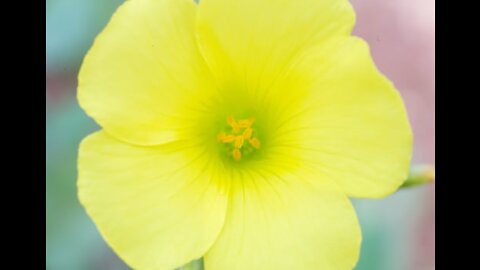 Yellow Amaryllis Flower