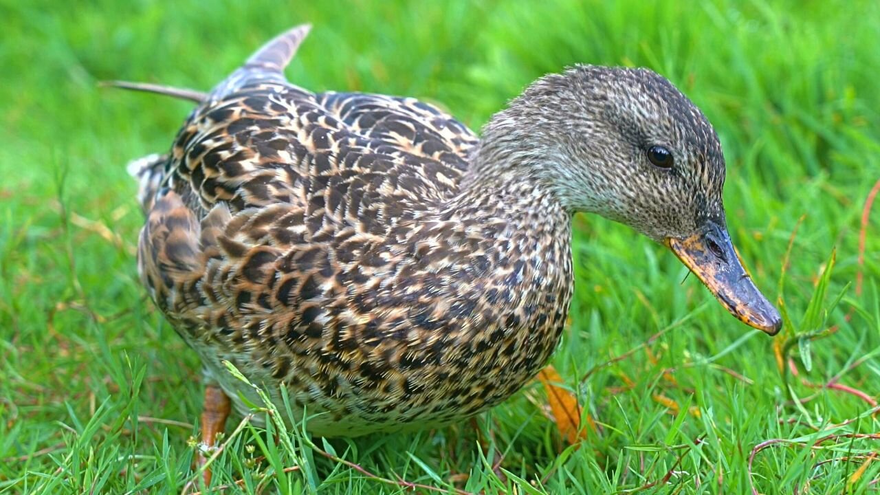 Mrs. Gadwall Duck Hen Foraging