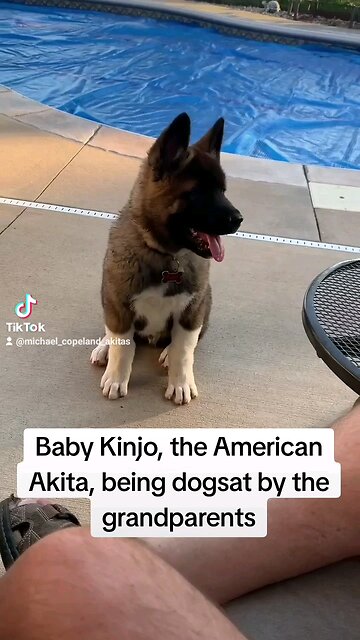 Kinjo the Akita as a puppy!