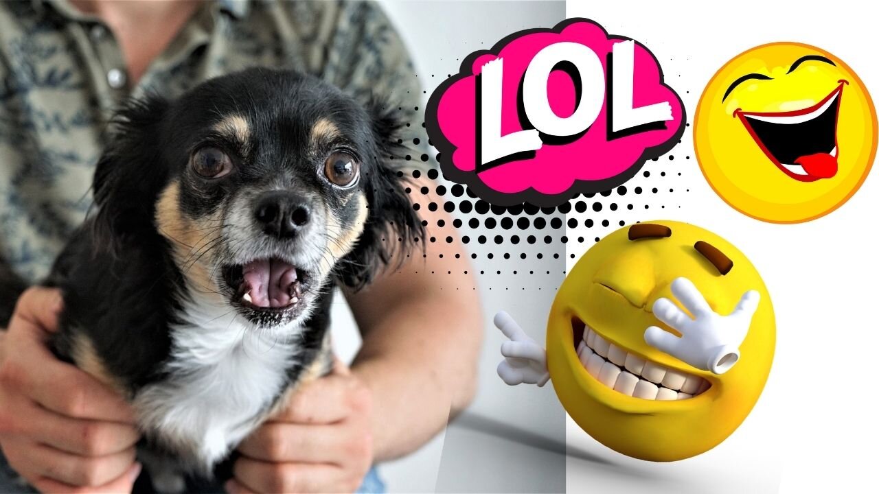 funny dogs and crazy dogs best memes