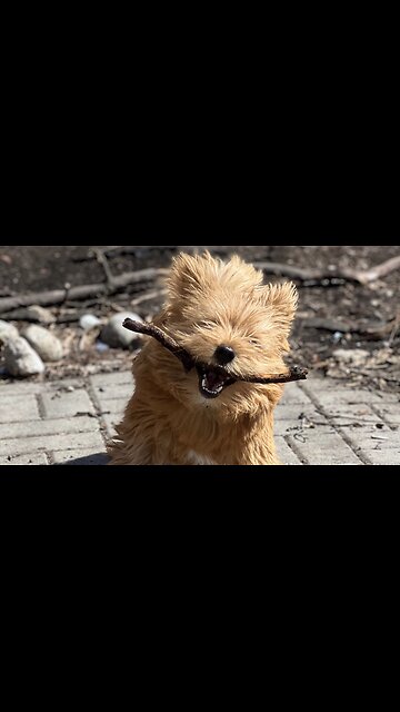 Frisky pup adorable runs in slow-motion