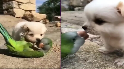 Smart Parrot Playing With His Little Dog Friend, Smart and Funny Parrot