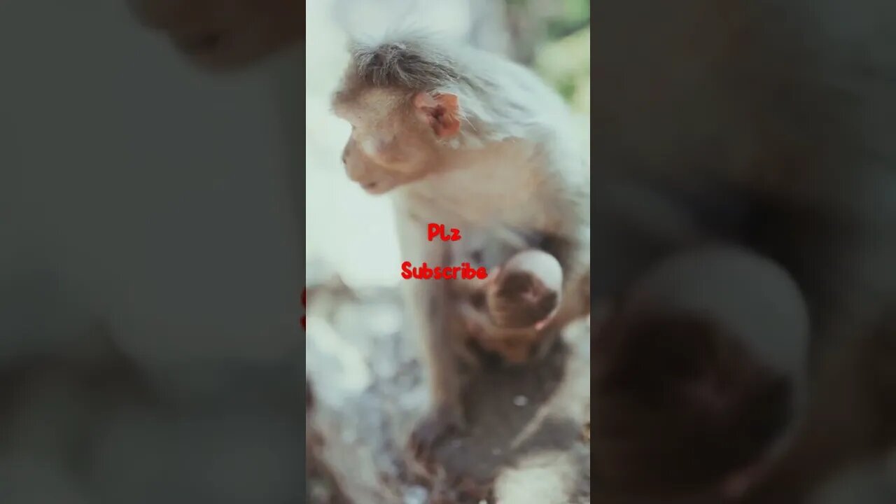 monkey #shorts